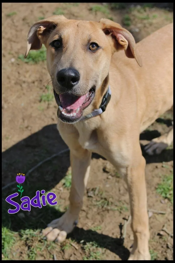 Sadie