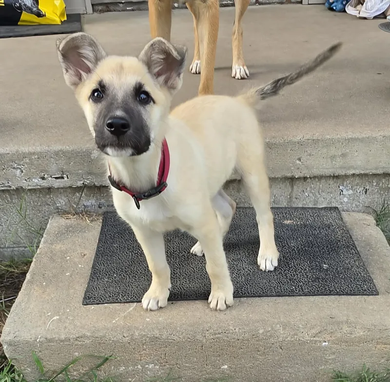 A baby medium-sized male German Shepherd Dog dog named Wrangler for adoption in Okemah, OK