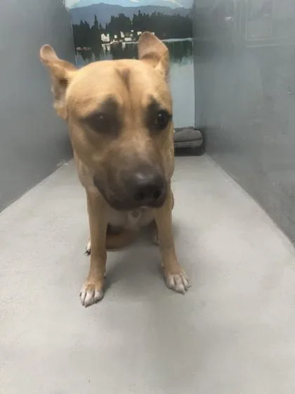 A young medium-sized male Belgian Shepherd / Malinois dog named Mr. One for adoption in Seattle, WA