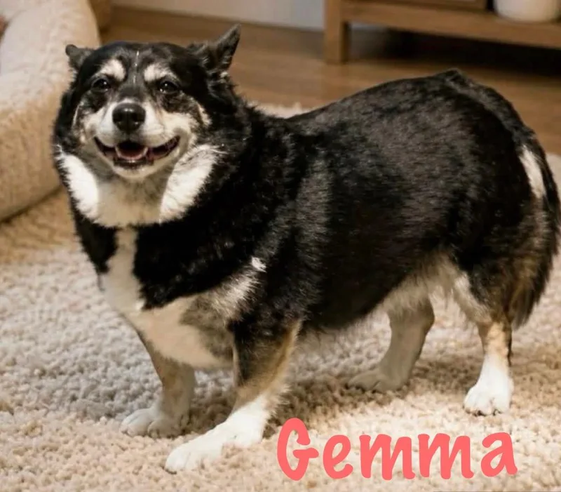 Gemma
