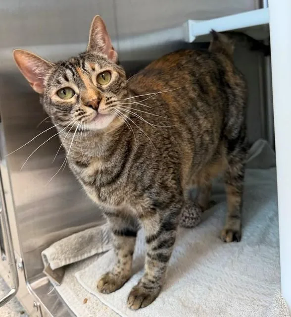 A young medium-sized female Domestic Short Hair cat named Penny for adoption in Brighton, CO