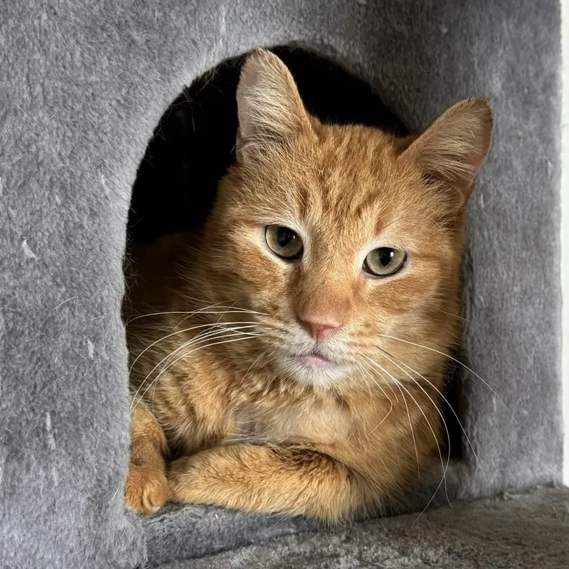 A senior small-sized male Orange / Red Domestic Short Hair cat named Rhys for adoption in Goshen, IN