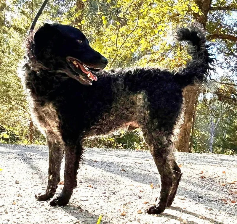 An adult medium-sized male Labrador Retriever dog named Zoomer for adoption in Waverly, TN