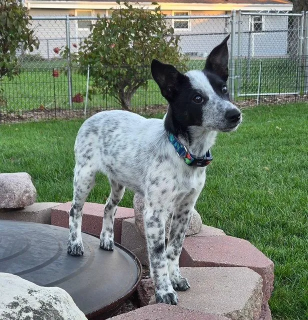 A baby medium-sized male Australian Cattle Dog / Blue Heeler dog named Rudy for adoption in North Prairie, WI