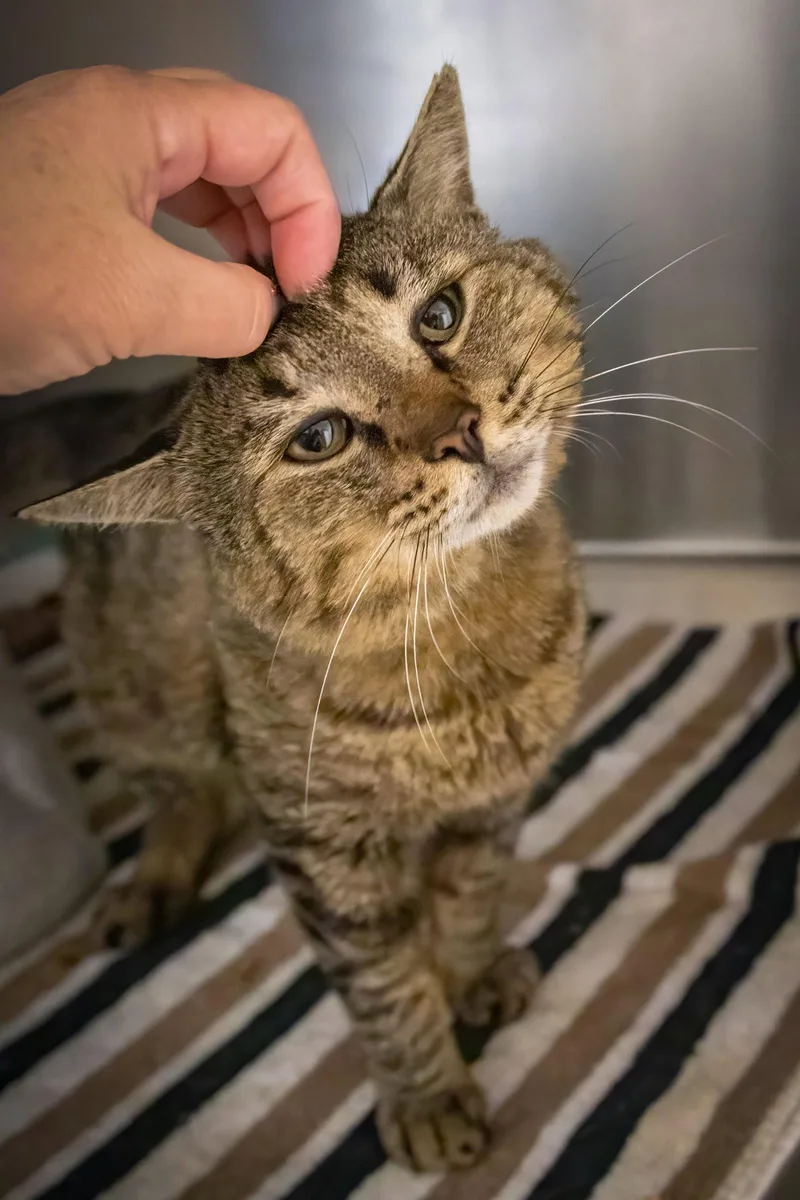 An adult large-sized male Tabby cat named Houston for adoption in Greenville, DE