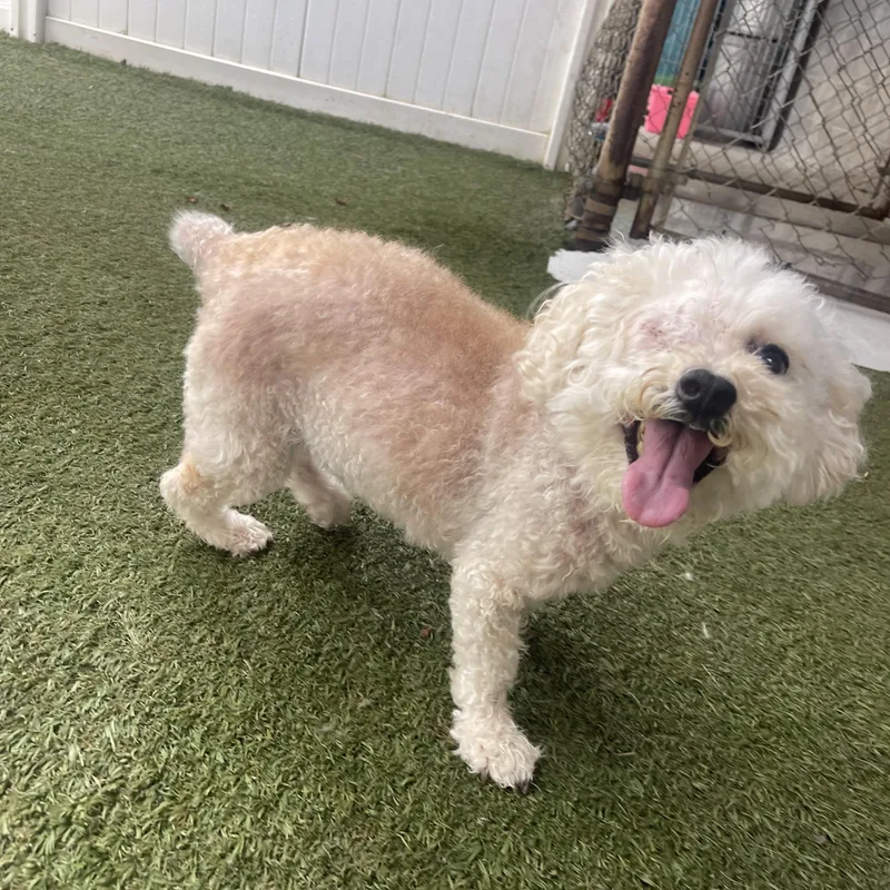 A senior small-sized female Poodle (Toy) dog named Tina for adoption in Baton Rouge, LA