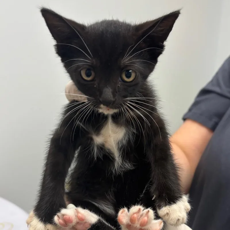 A baby small-sized female Black Domestic Short Hair cat named Cessna for adoption in Jacksonville, FL