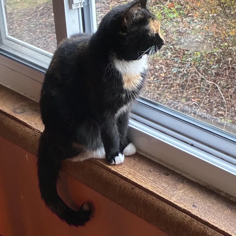 Moonbeam thumbnail 2