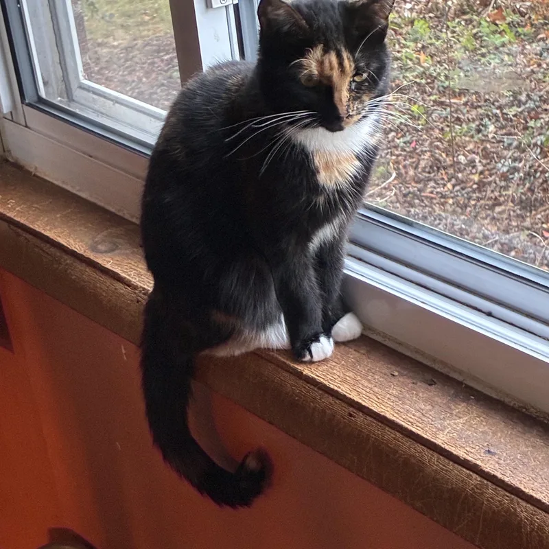 Moonbeam thumbnail 3