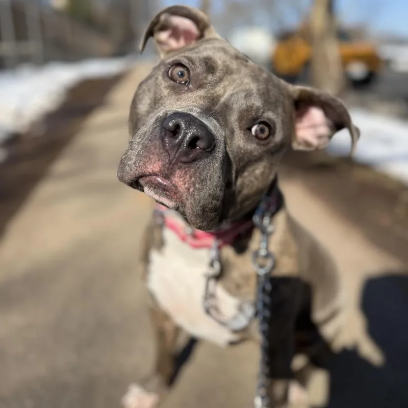 An adult medium-sized female Brown / Chocolate Mixed Breed dog named Dolly FKA Brownie for adoption in Vassalboro, ME