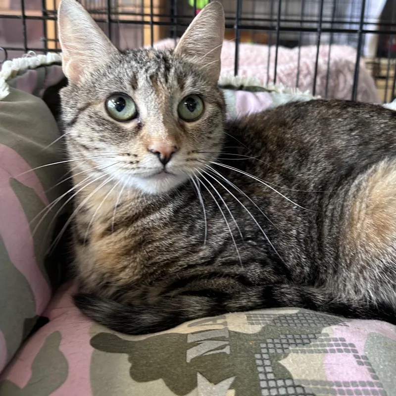 An adult small-sized female Torbie Domestic Short Hair cat named Monkey for adoption in Webster, TX