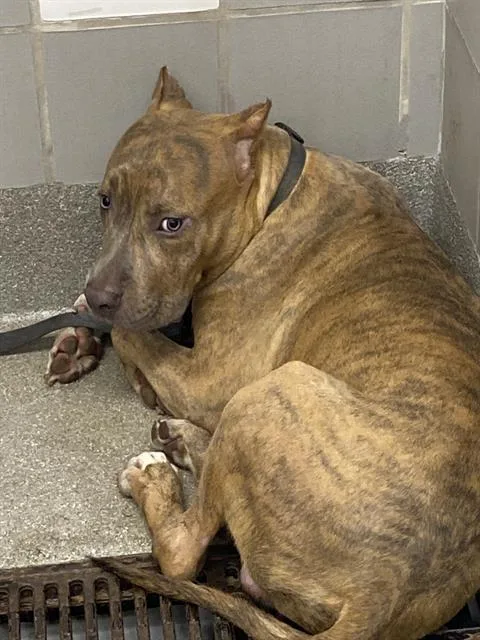 A young large-sized male Cane Corso dog named Monty for adoption in Las Vegas, NV