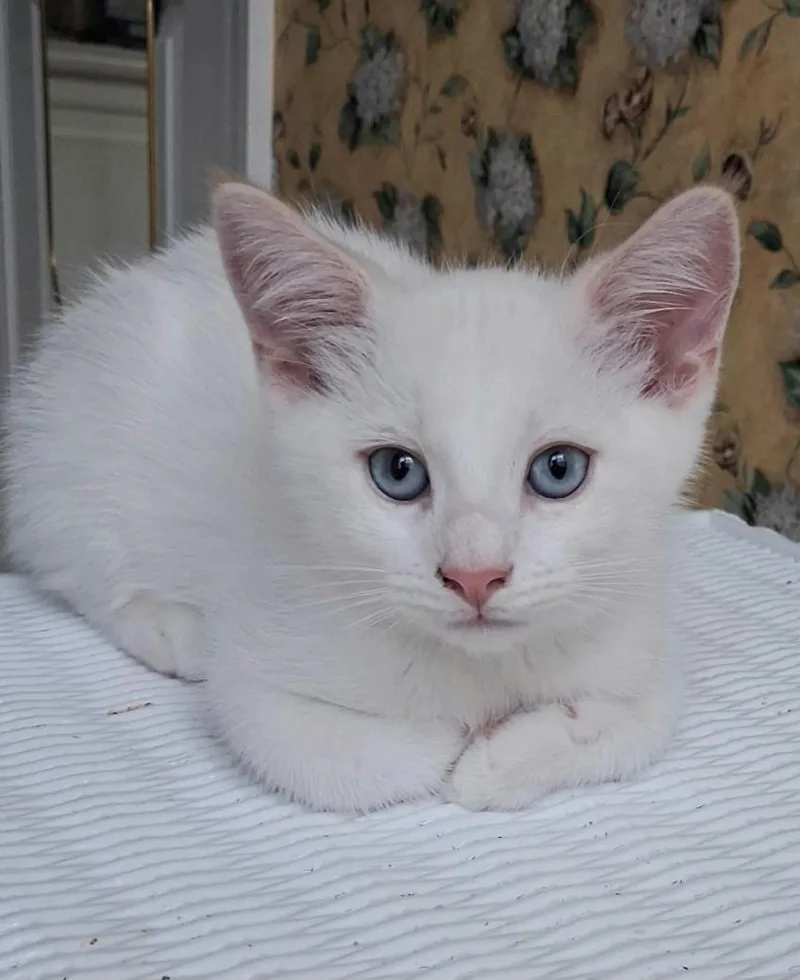 A baby medium-sized male Flame Point Siamese cat named Lambchop for adoption in Greenville, NC