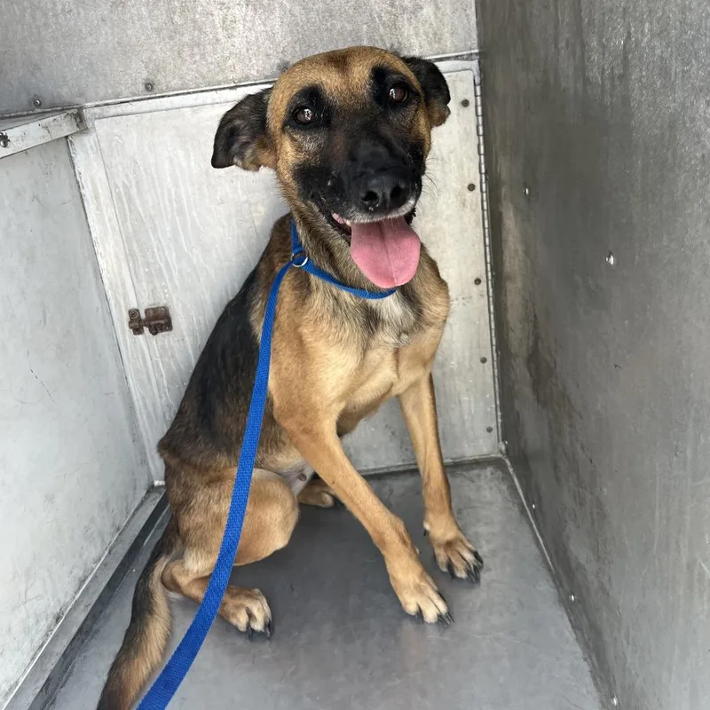 An adult medium-sized female Golden Belgian Shepherd / Malinois dog named Shai for adoption in Edinburg, TX