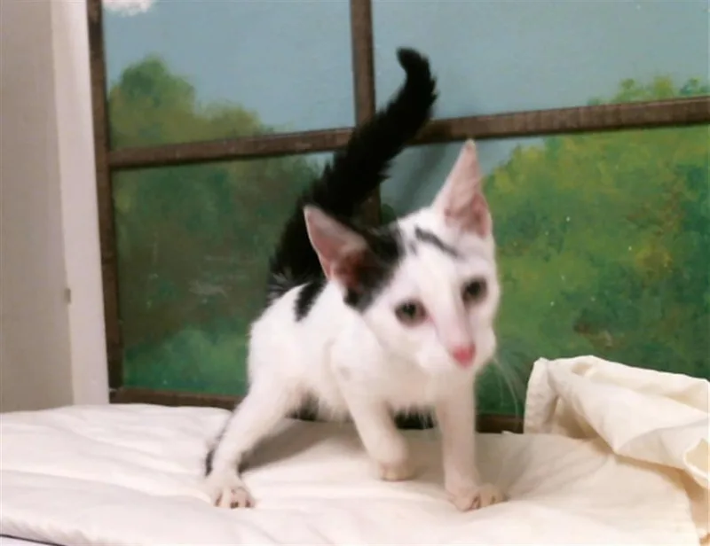 A baby small-sized male Domestic Short Hair cat named Prince for adoption in Houston, TX