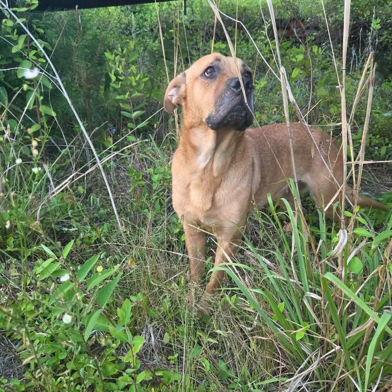 An adult medium-sized female Yellow / Tan / Blond / Fawn Hound dog named S'mores for adoption in Jersey City, NJ