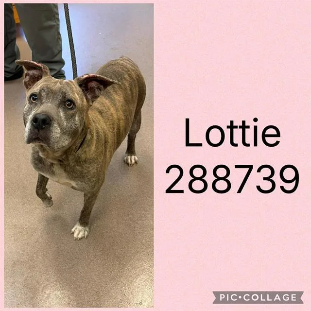An adult medium-sized female Mixed Breed dog named Lottie for adoption in Macon, GA