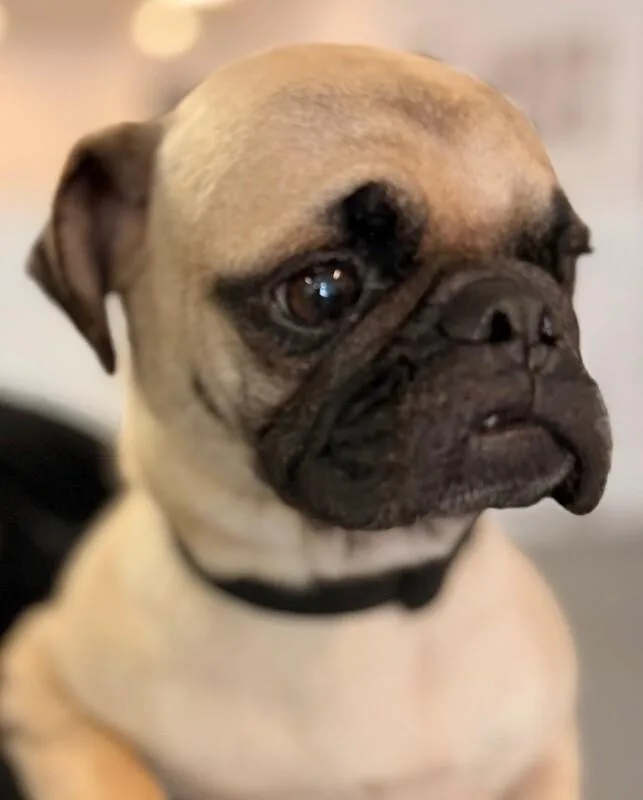 Coco thumbnail 5