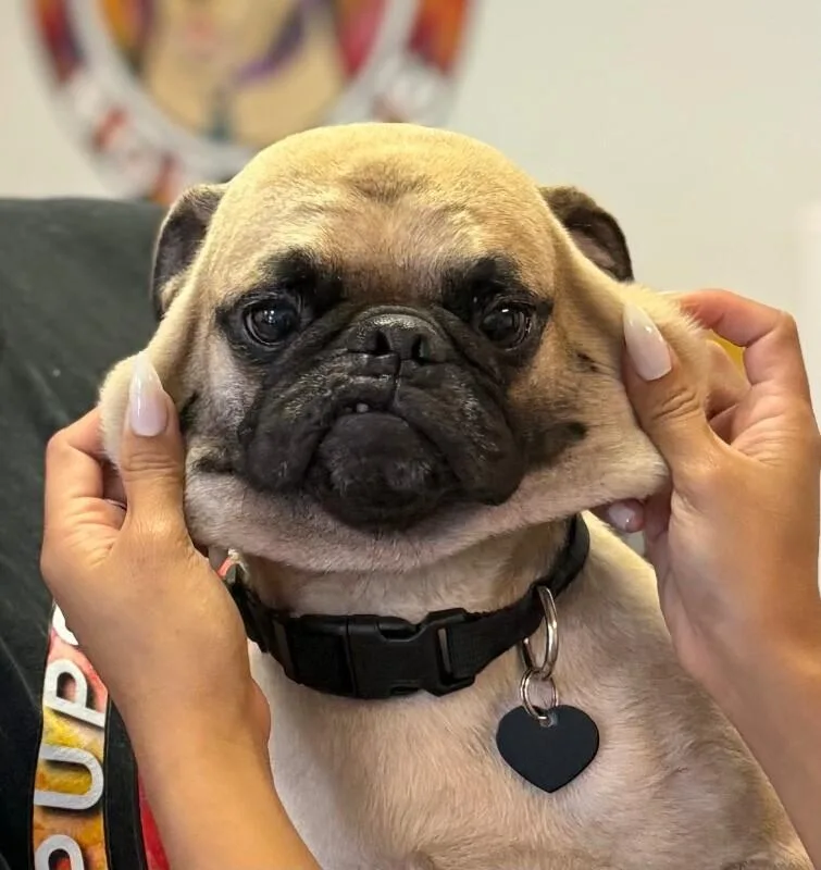 Coco thumbnail 6