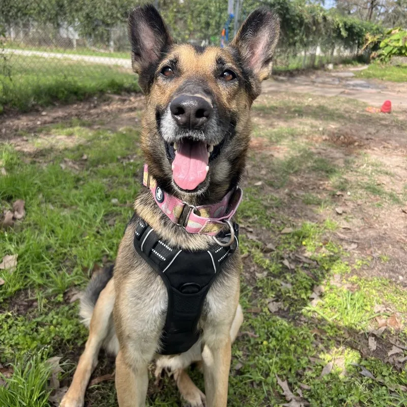 An adult medium-sized female Black German Shepherd Dog dog named Miss November for adoption in Spring, TX