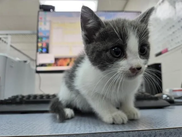 A baby medium-sized male Domestic Short Hair cat named Picasso for adoption in Salinas, CA