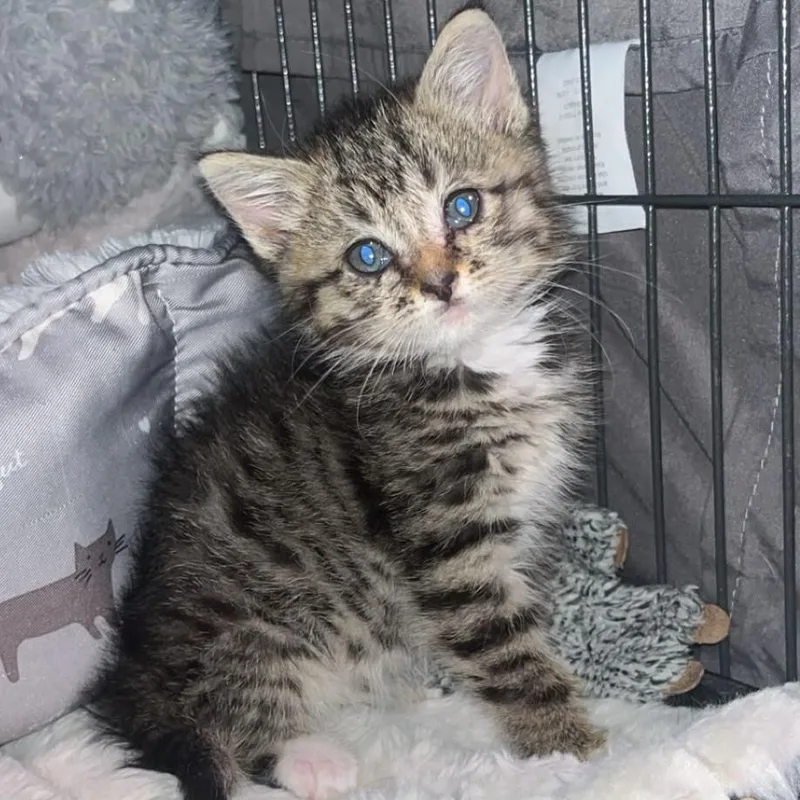A baby small-sized female Brown / Chocolate Domestic Short Hair cat named Augustine for adoption in Winchester, VA