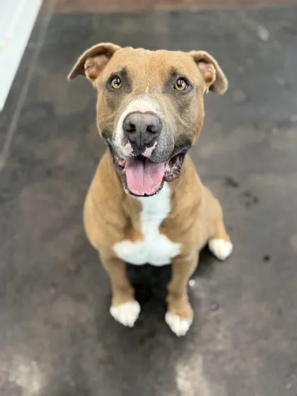 Bazooka Jones thumbnail 2