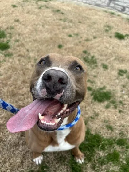 Bazooka Jones thumbnail 3