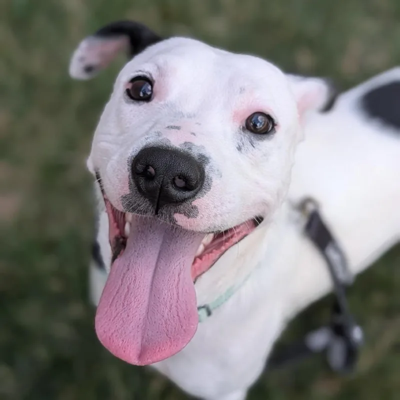 An adult medium-sized male Mixed Breed dog named Robert for adoption in Washington Township, OH