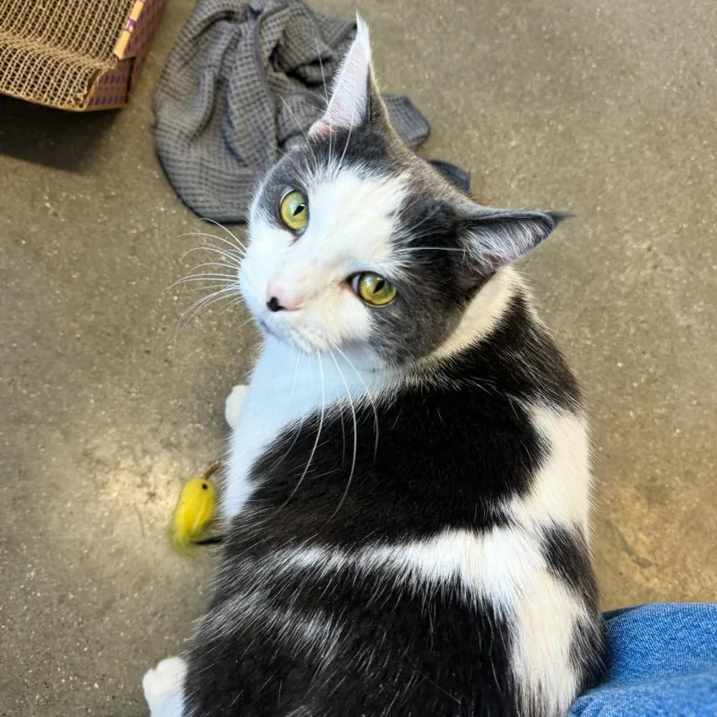 An adult extra large-sized male Gray / Blue / Silver Domestic Short Hair cat named Marshall for adoption in Fort Wayne, IN