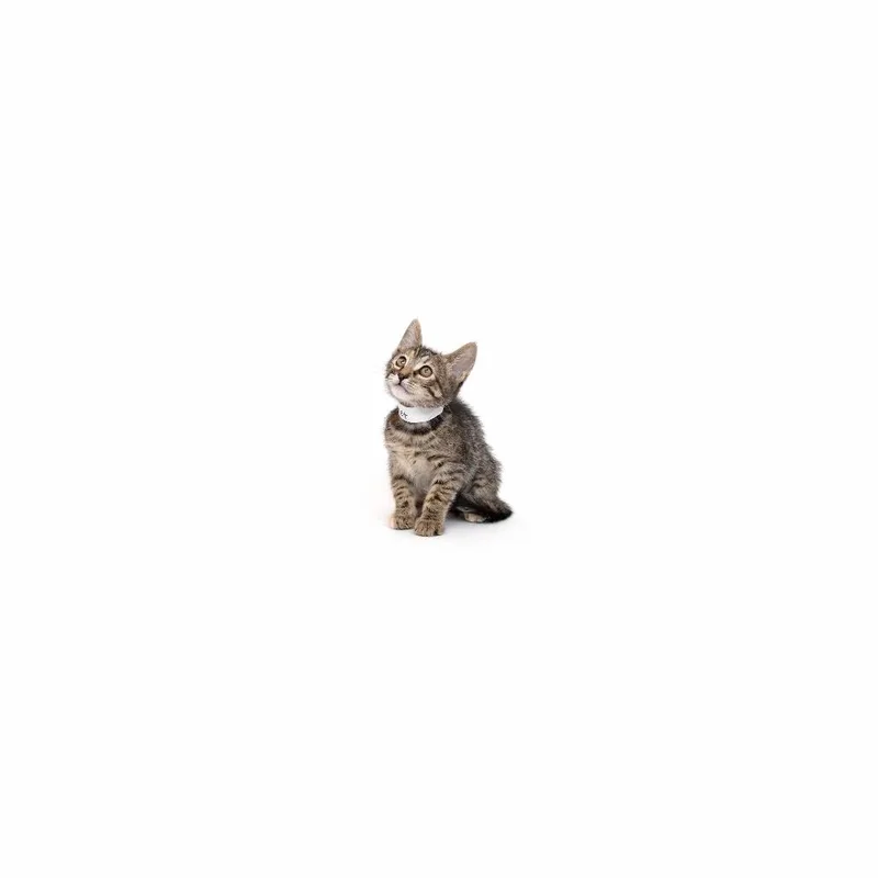 A baby small-sized female Brown / Chocolate Domestic Short Hair cat named Comet for adoption in Playa Vista, CA