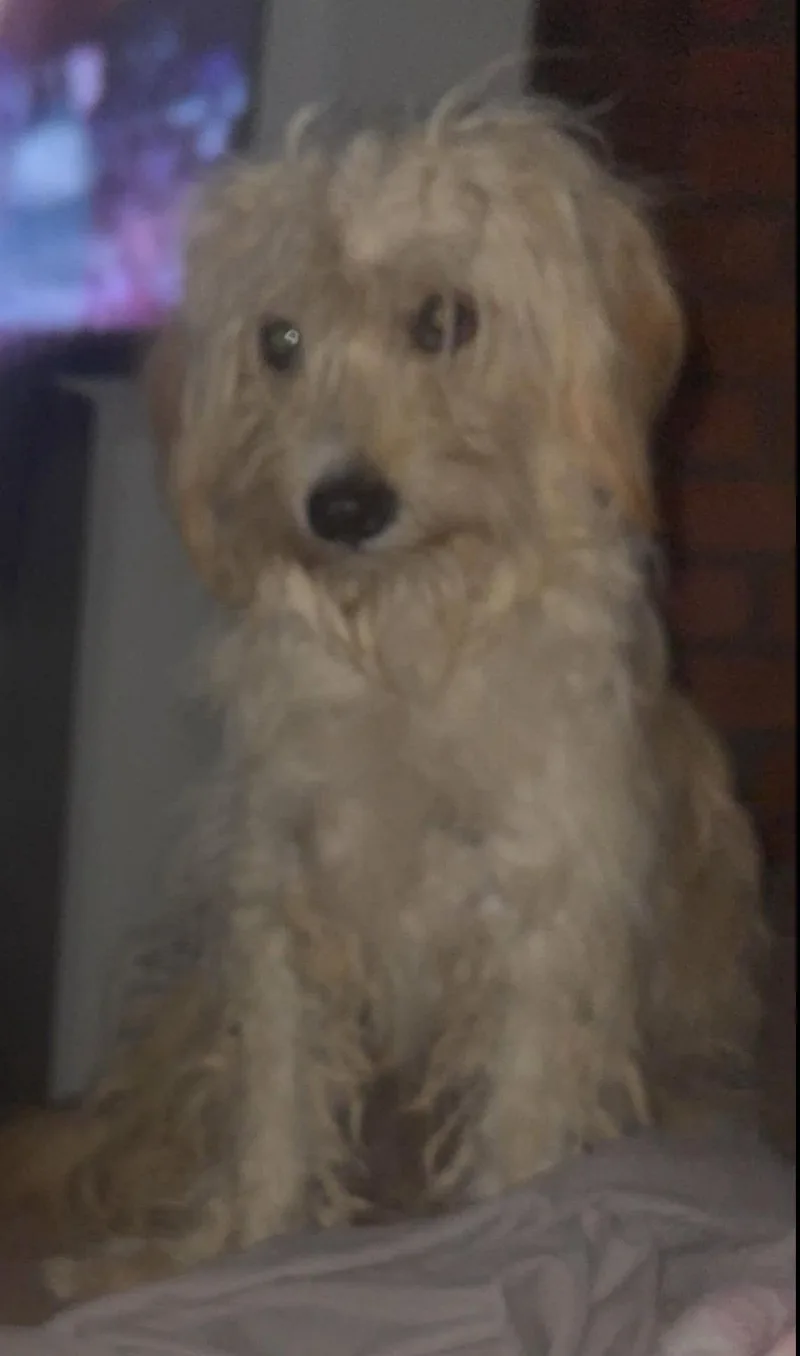 A young small-sized male Havanese dog named Crockett for adoption in Grafton, WI