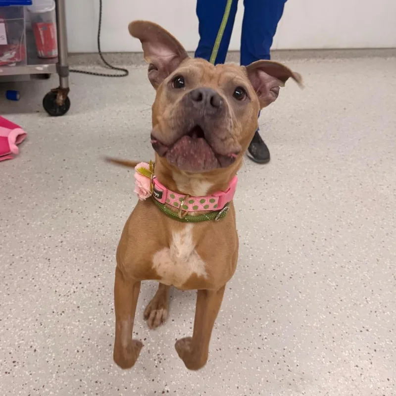 An adult medium-sized female Brown / Chocolate Pit Bull Terrier dog named Alani for adoption in Indianapolis, IN