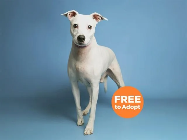 An adult medium-sized male Dalmatian dog named Mack for adoption in Phoenix, AZ