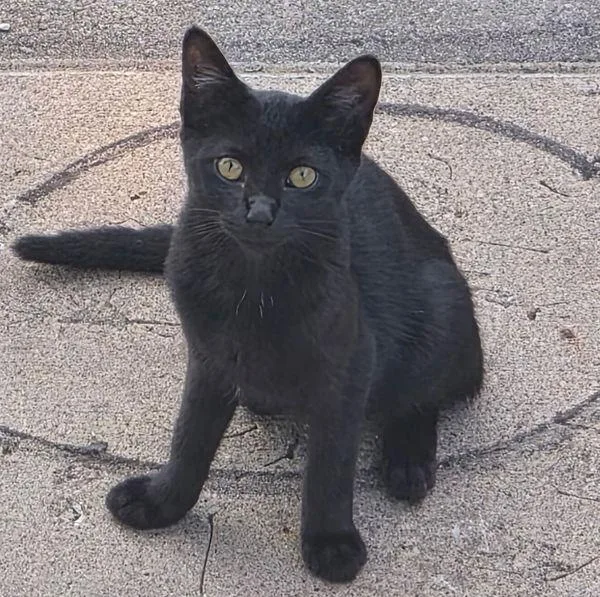 A baby small-sized female Domestic Short Hair cat named Spooky for adoption in Des Moines, IA