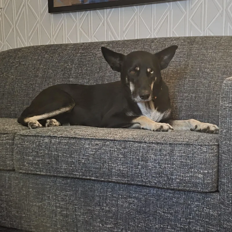 An adult medium-sized female German Shepherd Dog dog named Sol for adoption in PLAINFIELD, CT