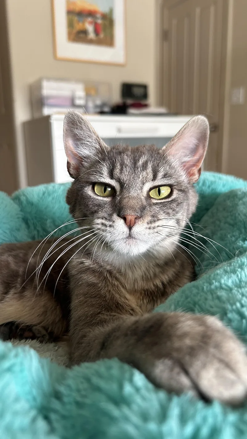 A baby medium-sized male Tabby (Gray / Blue / Silver) Domestic Short Hair cat named Kestrel for adoption in Portland, OR