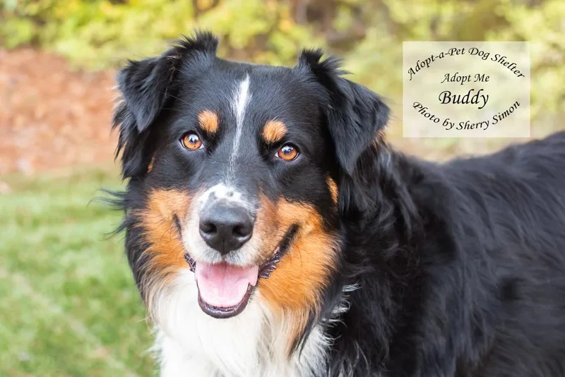 An adult large-sized male Tricolor (Brown, Black, & White) Australian Shepherd dog named Buddy for adoption in Shelton, WA