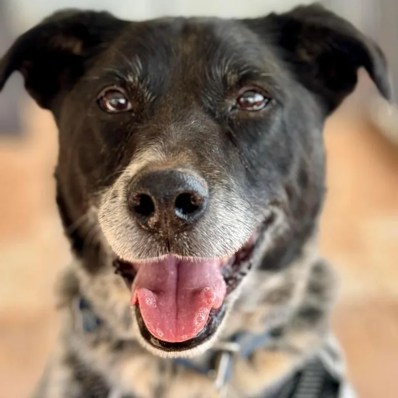 A senior large-sized male Black Cattle Dog dog named Riff Raff for adoption in Branford, CT