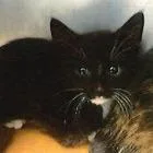 A baby small-sized female Black Domestic Short Hair cat named Peggy for adoption in Marietta, GA