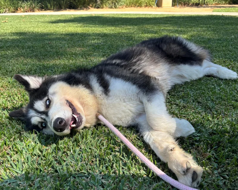 A young medium-sized male Husky dog named Oso for adoption in Mission Viejo, CA