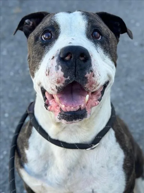 An adult large-sized male Pit Bull Terrier dog named Meatball Sub for adoption in Woodland, CA