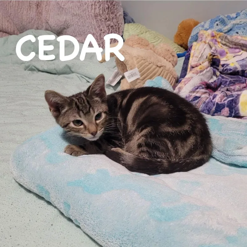 A baby medium-sized male Tabby (Brown / Chocolate) Domestic Short Hair cat named Cedar for adoption in Lincoln, NE