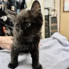 A baby medium-sized male Black Domestic Long Hair cat named Cory for adoption in Green Valley, AZ