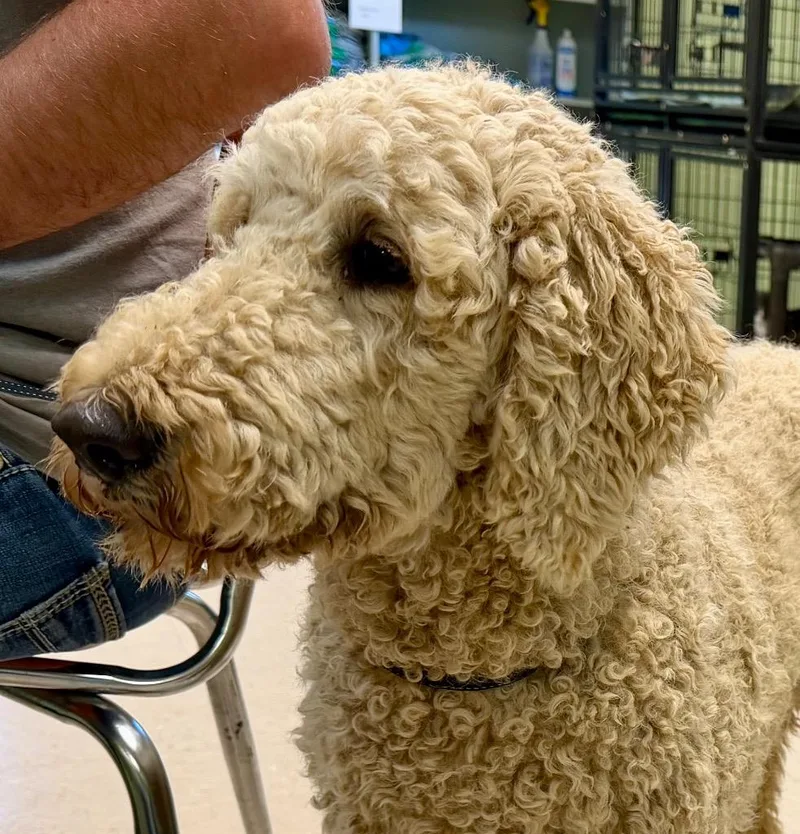 An adult medium-sized male Poodle dog named Chip for adoption in Burnsville, NC