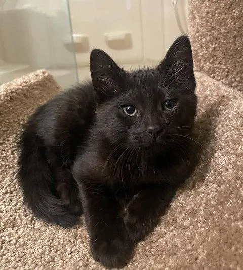 A baby medium-sized male Black Domestic Short Hair cat named Adamc for adoption in Greenville, DE