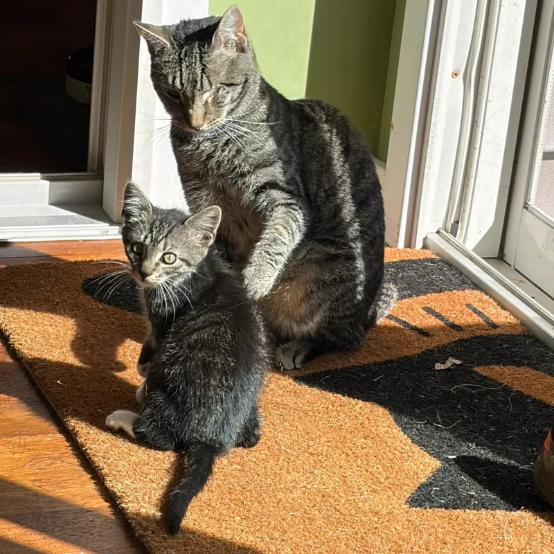 A baby small-sized male Domestic Short Hair cat named "Jasper" for adoption in Perkiomenville, PA