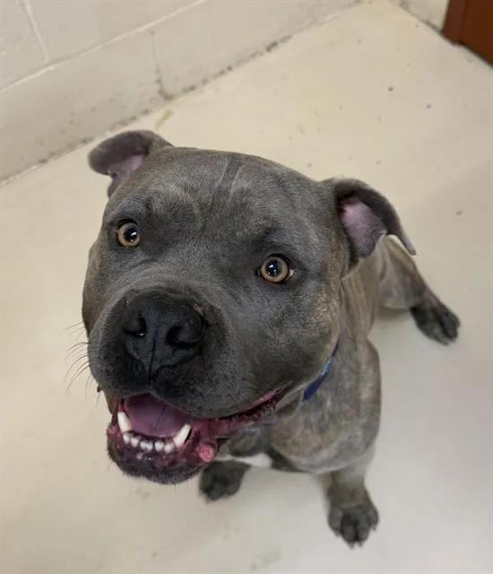 A young large-sized male Pit Bull Terrier dog named Fossil for adoption in Aliquippa, PA
