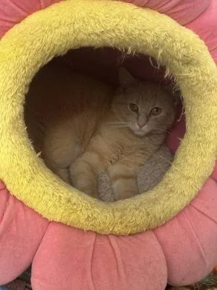 A young small-sized female Domestic Short Hair cat named Sriracha for adoption in Wilkesboro, NC