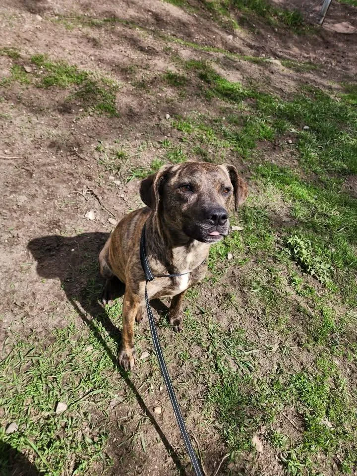 Brin thumbnail 3